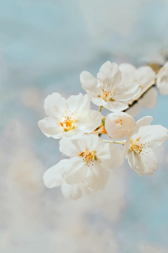 Beautiful cherry blossoms