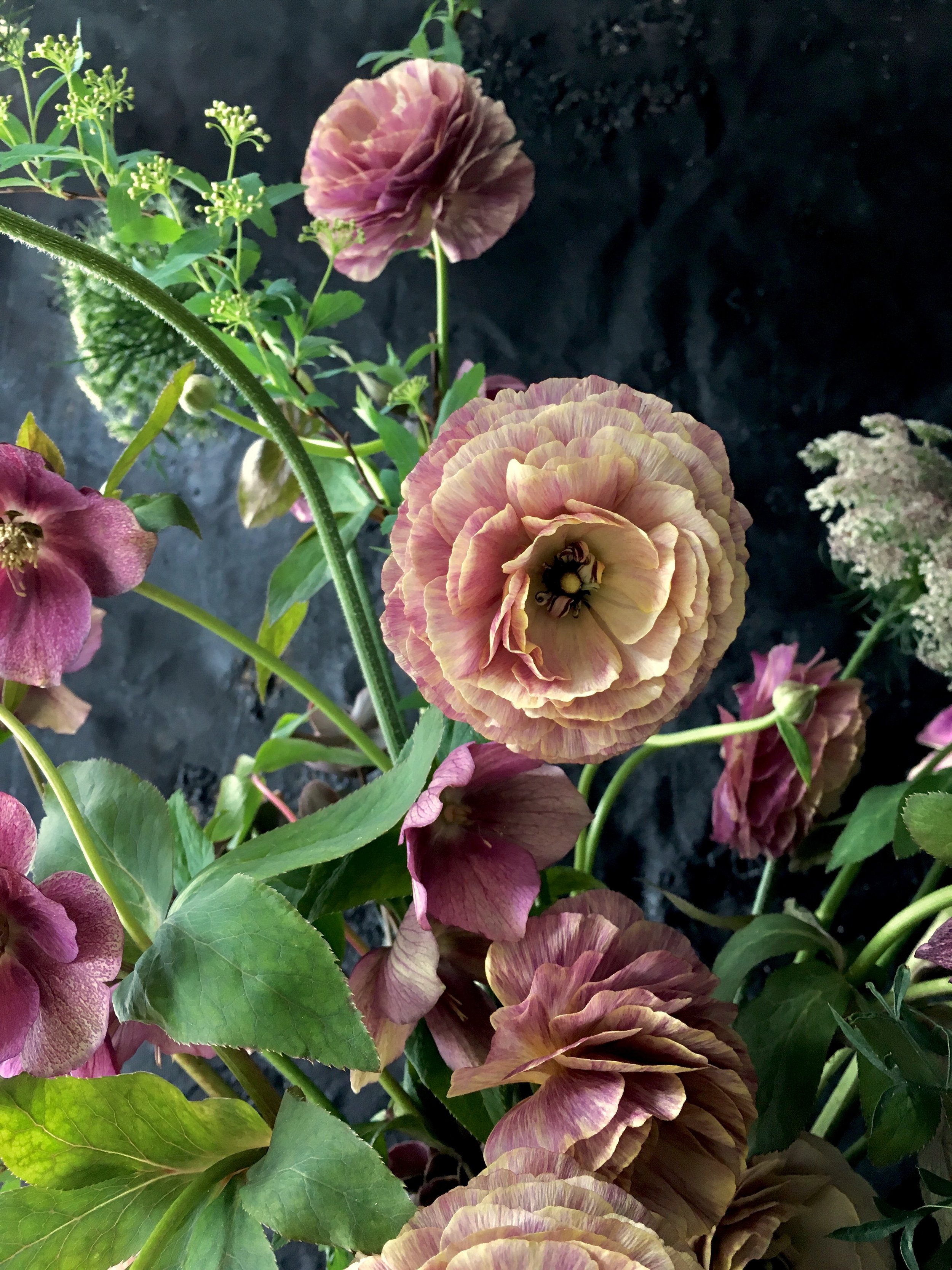 Garden Ranunculus