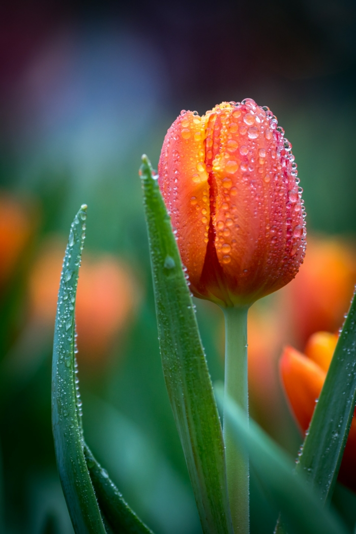 Orange Tulip with Dewdrops