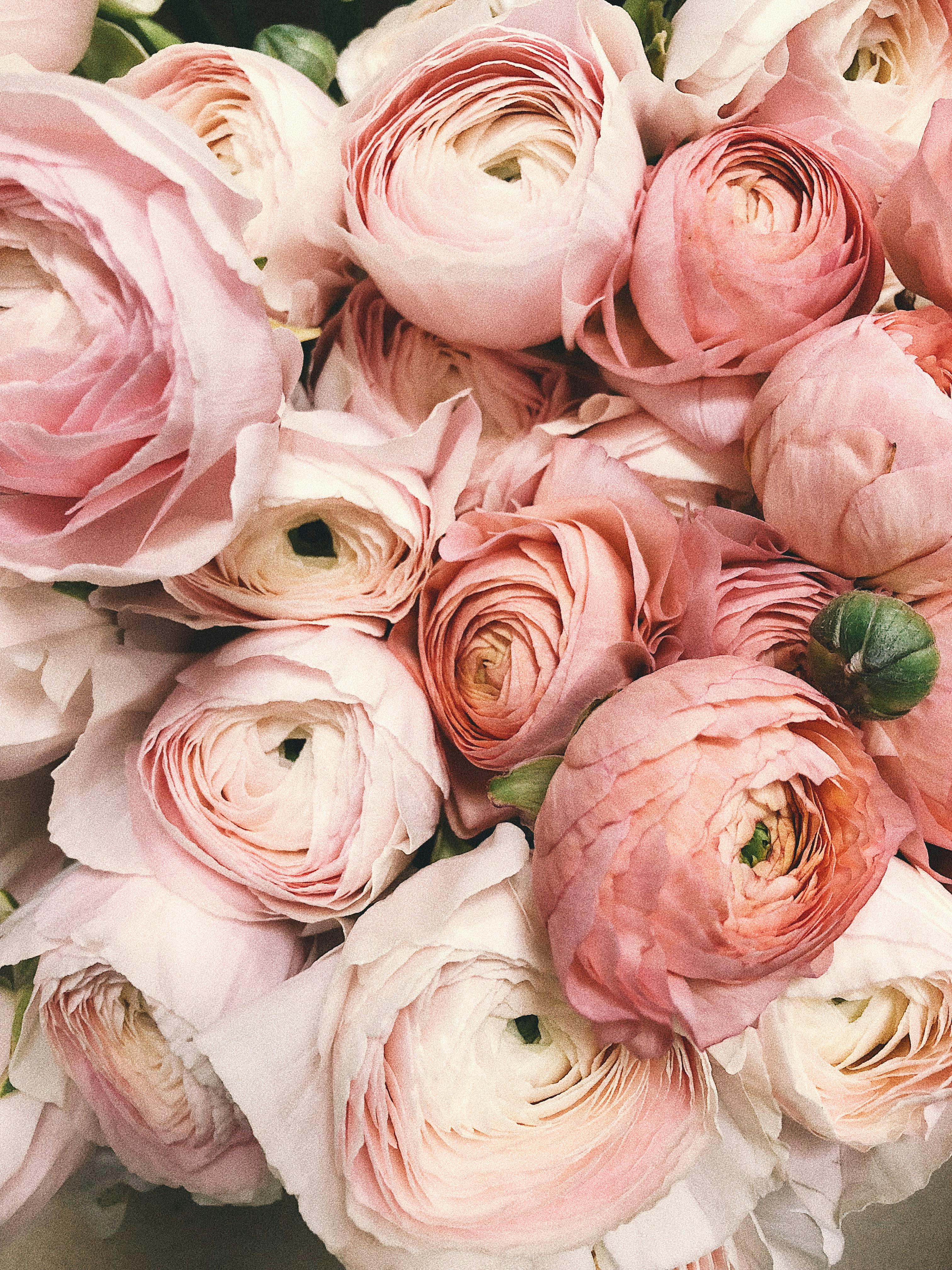 Pink Ranunculus Bouquet