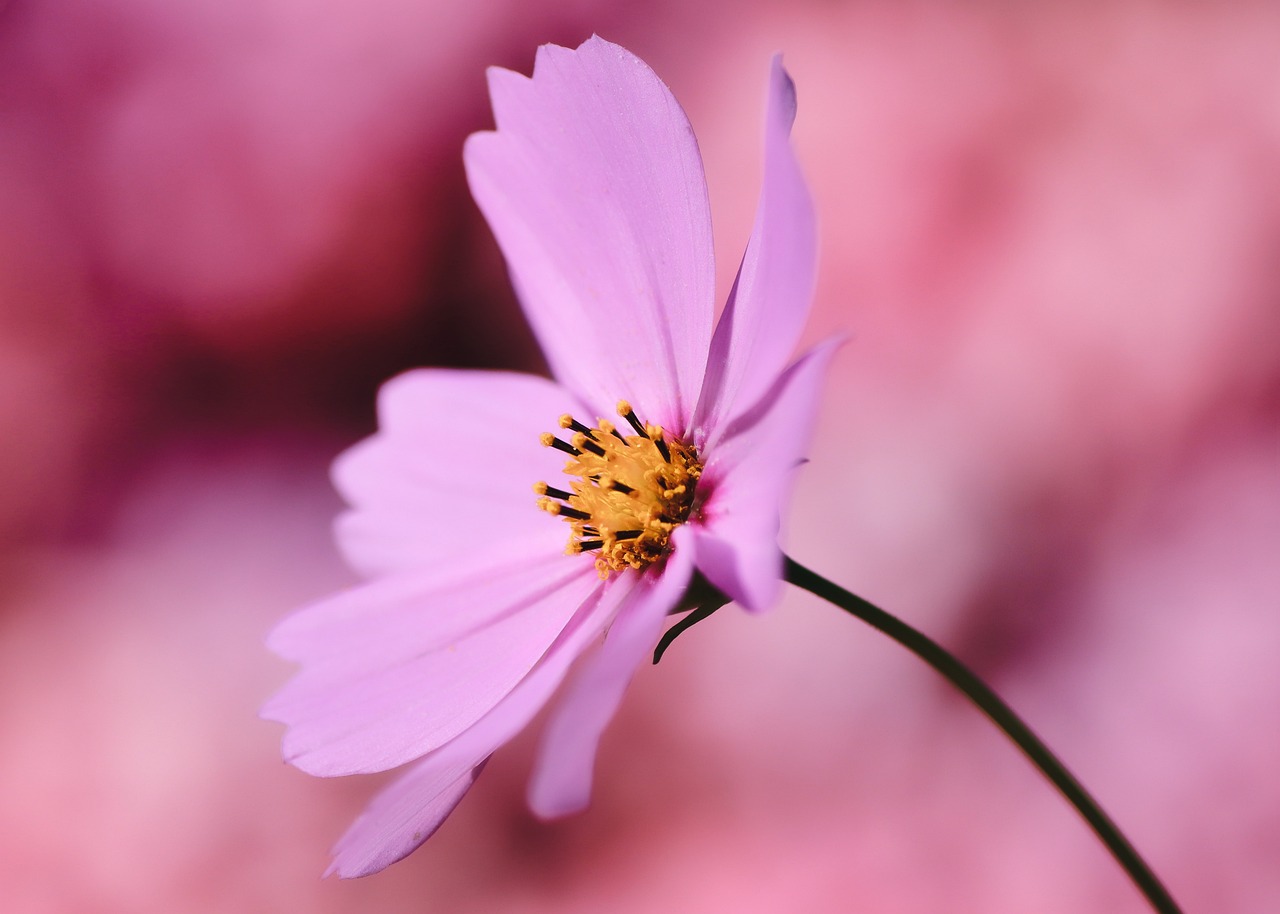 Purple Cosmos Flower
