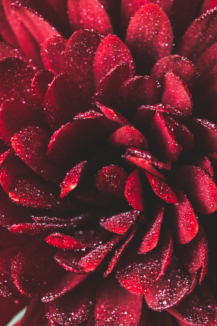 Red Rose with Dewdrops